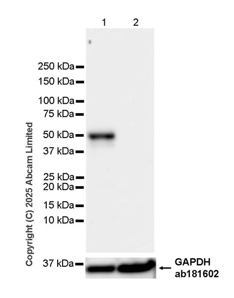 Western blot - Anti-PAX3 antibody [EPR29741-157] - BSA and Azide free (AB326604)