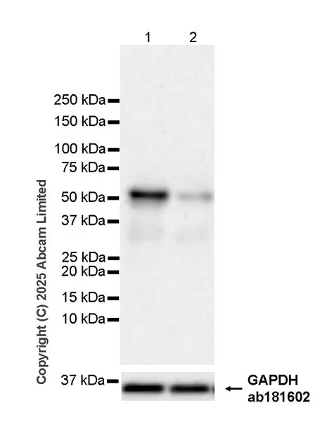 Western blot - Anti-PAX3 antibody [EPR29741-157] - BSA and Azide free (AB326604)