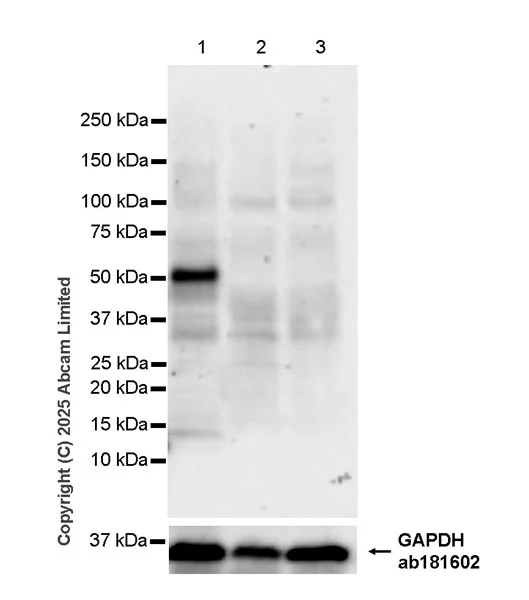 Western blot - Anti-PAX3 antibody [EPR29741-157] - BSA and Azide free (AB326604)