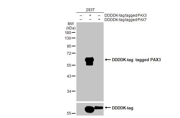 Western blot - Anti-PAX3 antibody [HL160] (ab308330), expandable thumbnail