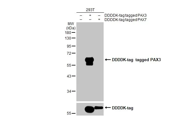 Western blot - Anti-PAX3 antibody [HL160] (AB308330)
