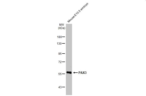 Western blot - Anti-PAX3 antibody [HL160] (AB308330)