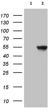 Western blot - Anti-PAX3 antibody [OTI4D1] (AB236513)