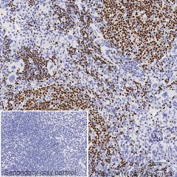Immunohistochemistry (Formalin/PFA-fixed paraffin-embedded sections) - Anti-PAX5 antibody [1H9] - BSA and Azide free (AB252243)
