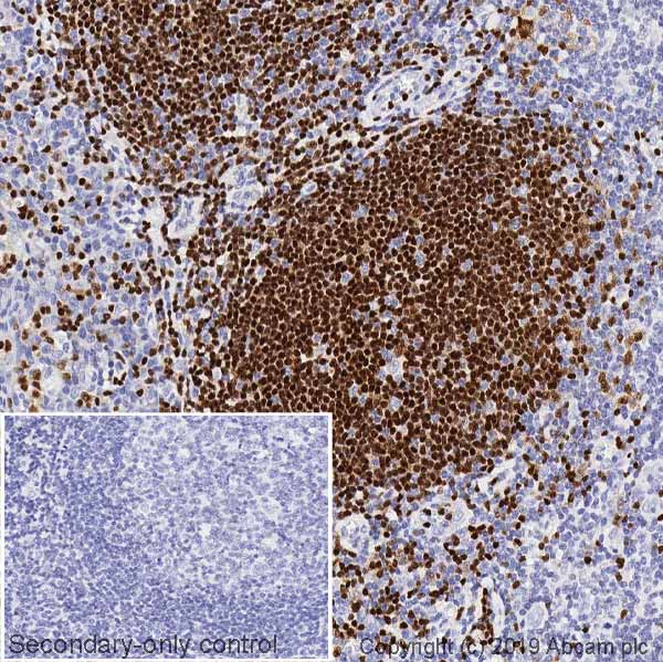 Immunohistochemistry (Formalin/PFA-fixed paraffin-embedded sections) - Anti-PAX5 antibody [1H9] - BSA and Azide free (AB252243), expandable thumbnail