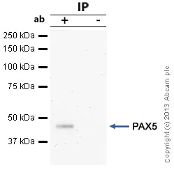 Immunoprecipitation - Anti-PAX5 antibody (AB15164)