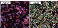 Immunocytochemistry/ Immunofluorescence - Anti-PAX5 antibody (AB183575), expandable thumbnail