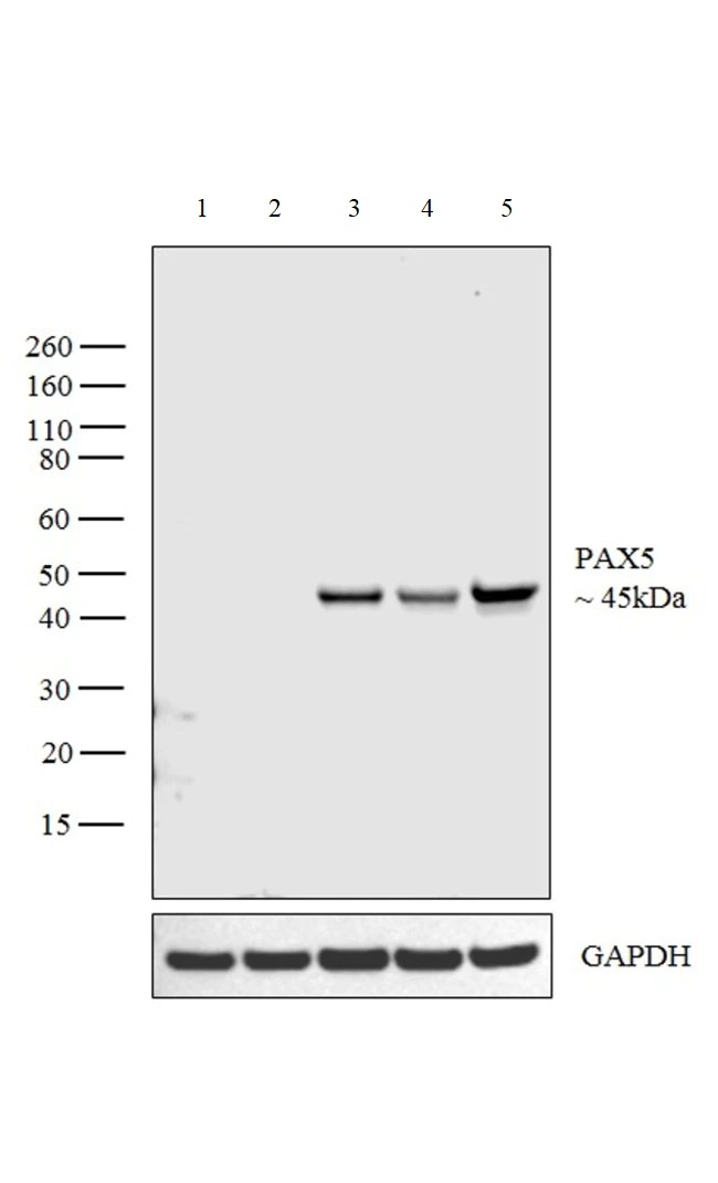 Western blot - Anti-PAX5 antibody (AB183575), expandable thumbnail