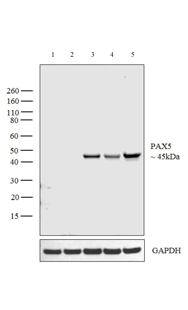 Western blot - Anti-PAX5 antibody (AB183575)