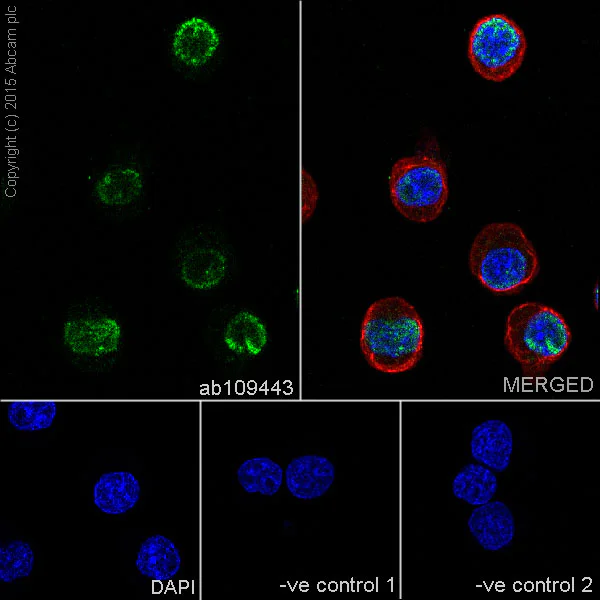 Immunocytochemistry/ Immunofluorescence - Anti-PAX5 antibody [EPR3730(2)] (AB109443)