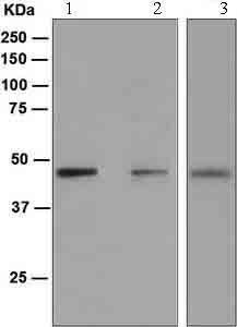 Western blot - Anti-PAX5 antibody [EPR3730(2)] (ab109443), expandable thumbnail