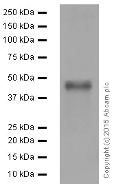Western blot - Anti-PAX5 antibody [EPR3730(2)] (AB109443)