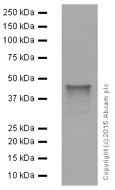 Western blot - Anti-PAX5 antibody [EPR3730(2)] (AB109443)