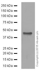 Western blot - Anti-PAX5 antibody [EPR3730(2)] (AB109443)