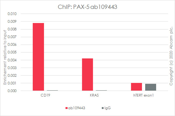 ChIP - Anti-PAX5 antibody [EPR3730(2)] - BSA and Azide free (AB193556), expandable thumbnail