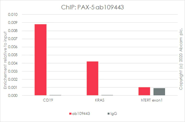 ChIP - Anti-PAX5 antibody [EPR3730(2)] - BSA and Azide free (AB193556)