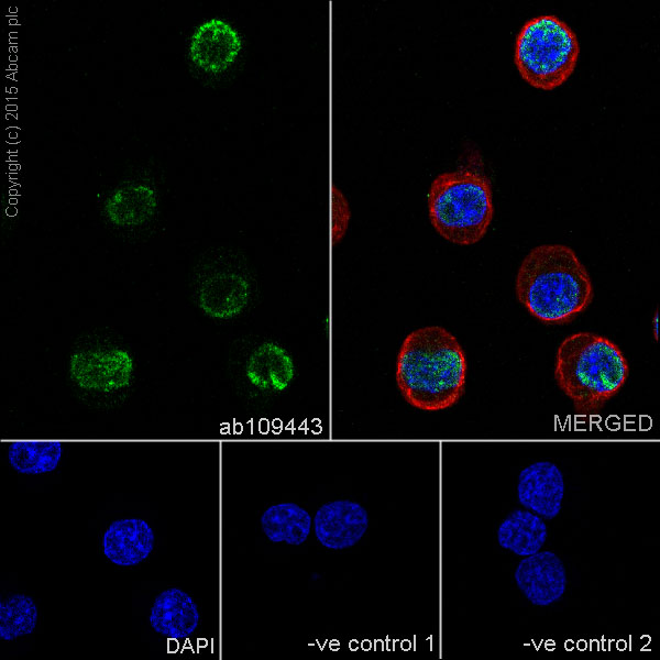 Immunocytochemistry/ Immunofluorescence - Anti-PAX5 antibody [EPR3730(2)] - BSA and Azide free (AB193556), expandable thumbnail