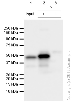 Immunoprecipitation - Anti-PAX5 antibody [EPR3730(2)] - BSA and Azide free (AB193556), expandable thumbnail