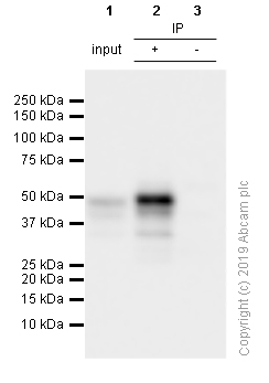 Immunoprecipitation - Anti-PAX5 antibody [EPR3730(2)] - BSA and Azide free (AB193556), expandable thumbnail