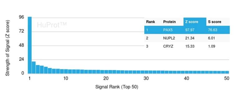 Protein Array - Anti-PAX5 antibody [PAX5/3735] (AB268097)