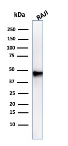 Western blot - Anti-PAX5 antibody [PAX5/3735] - BSA and Azide free (AB268218), expandable thumbnail