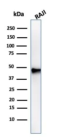 Western blot - Anti-PAX5 antibody [PAX5/3735] - BSA and Azide free (AB268218)
