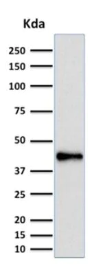 Western blot - Anti-PAX5 antibody [PCRP-PAX5-1B1] (AB238030)