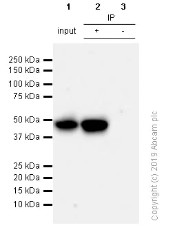 Immunoprecipitation - Anti-PAX5 antibody [SP34] - ChIP Grade (AB227635)