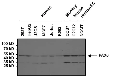 Western blot - Anti-PAX6 antibody (AB5790)