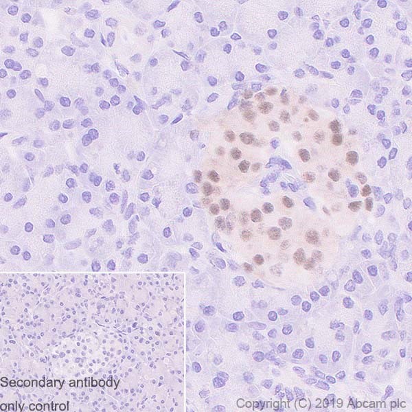 Immunohistochemistry (Formalin/PFA-fixed paraffin-embedded sections) - Anti-PAX6 antibody [AD2.35] (AB245110)