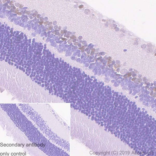 Immunohistochemistry (Formalin/PFA-fixed paraffin-embedded sections) - Anti-PAX6 antibody [AD2.35] (AB245110)