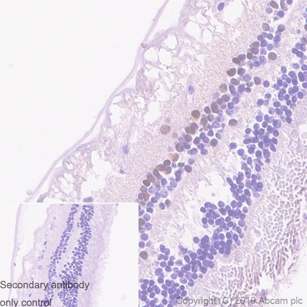 Immunohistochemistry (Formalin/PFA-fixed paraffin-embedded sections) - Anti-PAX6 antibody [AD2.35] - BSA and Azide free (AB255758)
