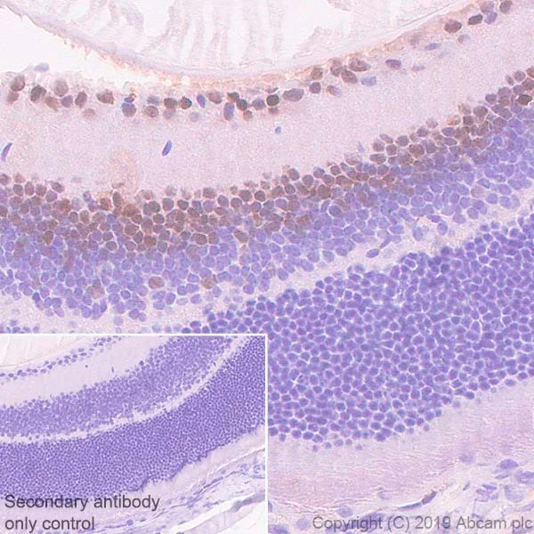 Immunohistochemistry (Formalin/PFA-fixed paraffin-embedded sections) - Anti-PAX6 antibody [AD2.35] - BSA and Azide free (AB255758)