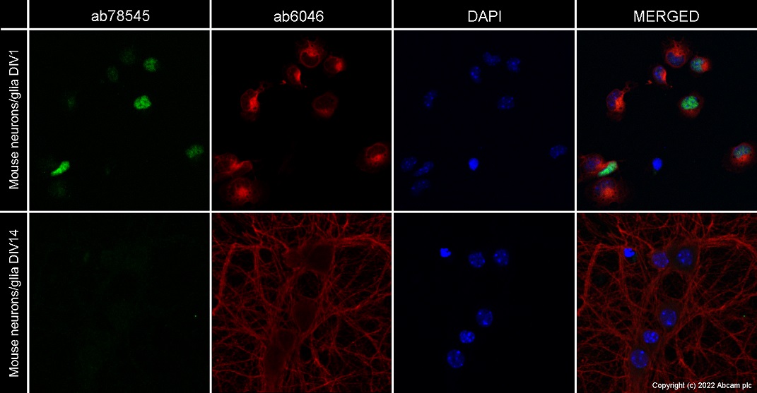 Immunocytochemistry/ Immunofluorescence - Anti-PAX6 antibody [AD2.38] (ab78545), expandable thumbnail
