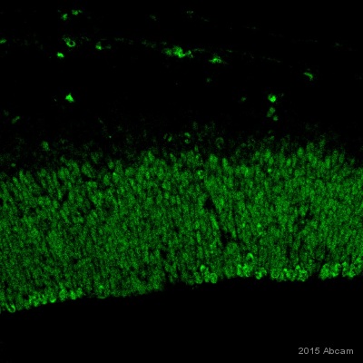 Immunohistochemistry (Frozen sections) - Anti-PAX6 antibody [AD2.38] (AB78545), expandable thumbnail