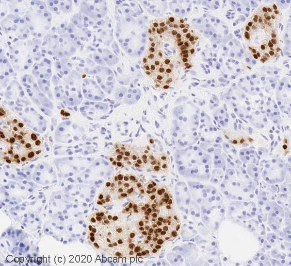 Immunohistochemistry (Frozen sections) - Anti-PAX6 antibody [AD2.38] (AB78545), expandable thumbnail