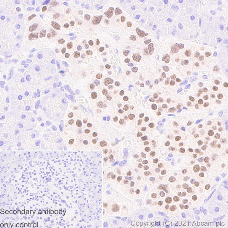 Immunohistochemistry (Formalin/PFA-fixed paraffin-embedded sections) - Anti-PAX6 antibody [AD2.38] - BSA and Azide free (AB307680)