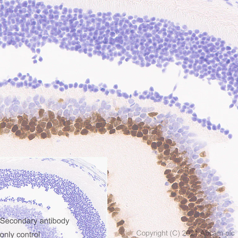 Immunohistochemistry (Formalin/PFA-fixed paraffin-embedded sections) - Anti-PAX6 antibody [AD2.38] - BSA and Azide free (AB307680)
