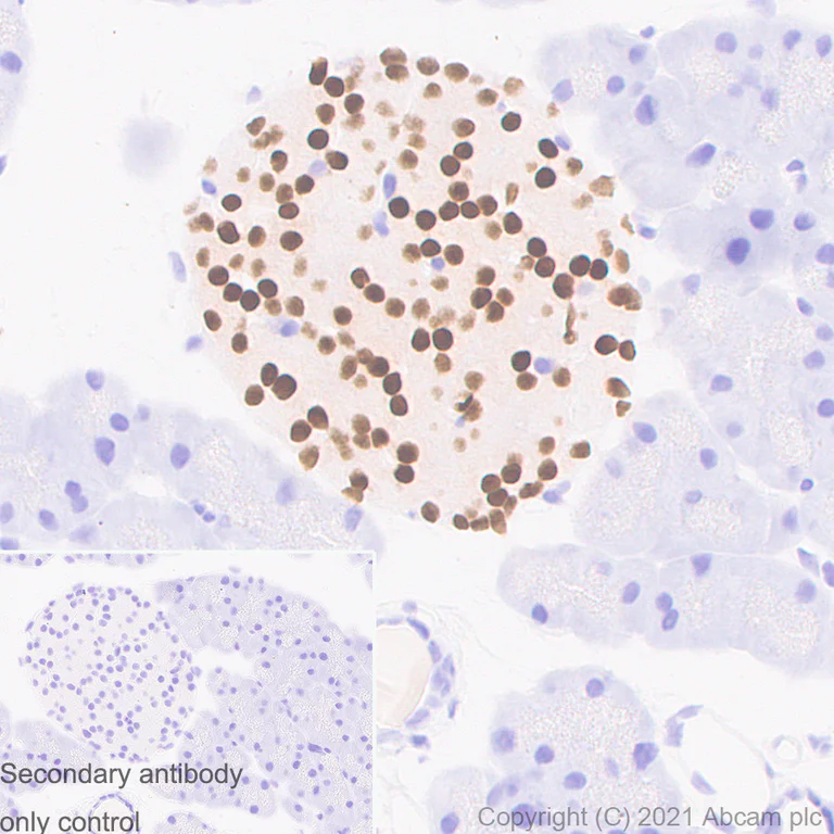 Immunohistochemistry (Formalin/PFA-fixed paraffin-embedded sections) - Anti-PAX6 antibody [AD2.38] - BSA and Azide free (AB307680)