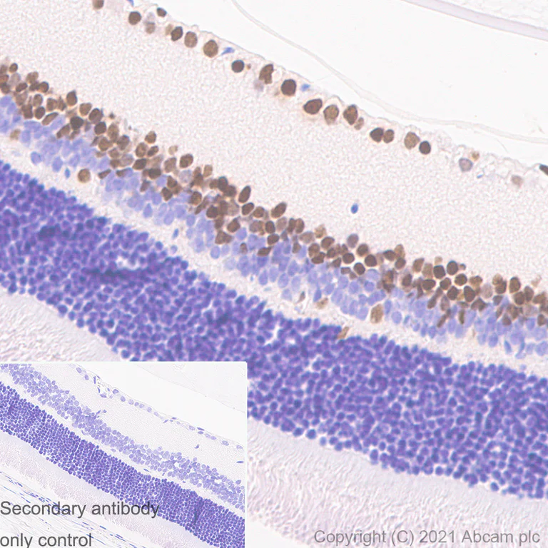 Immunohistochemistry (Formalin/PFA-fixed paraffin-embedded sections) - Anti-PAX6 antibody [AD2.38] - BSA and Azide free (AB307680)