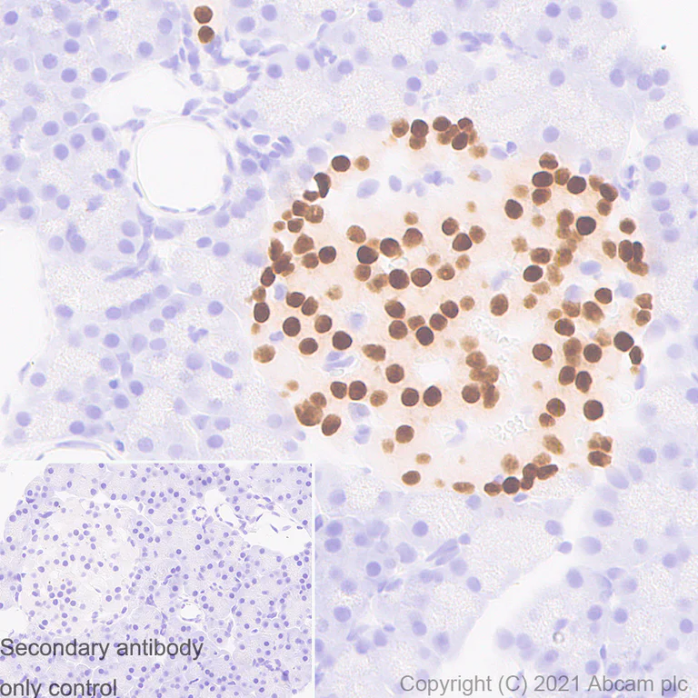 Immunohistochemistry (Formalin/PFA-fixed paraffin-embedded sections) - Anti-PAX6 antibody [AD2.38] - BSA and Azide free (AB307680)
