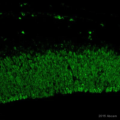 Immunohistochemistry (Frozen sections) - Anti-PAX6 antibody [AD2.38] - BSA and Azide free (AB307680)