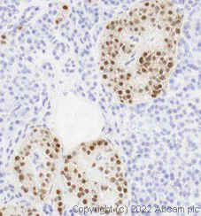 Immunohistochemistry (Frozen sections) - Anti-PAX6 antibody [AD2.38] - BSA and Azide free (AB307680)
