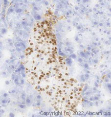 Immunohistochemistry (Frozen sections) - Anti-PAX6 antibody [AD2.38] - BSA and Azide free (AB307680)