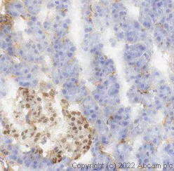 Immunohistochemistry (Frozen sections) - Anti-PAX6 antibody [AD2.38] - BSA and Azide free (AB307680)