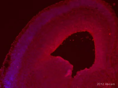 Immunohistochemistry (Frozen sections) - Anti-PAX6 antibody [AD2.38] - BSA and Azide free (AB307680)