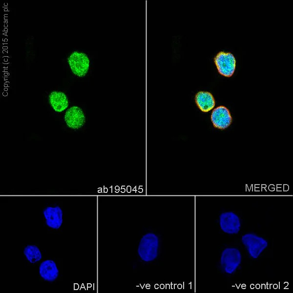 Immunocytochemistry/ Immunofluorescence - Anti-PAX6 antibody [EPR15858] (AB195045)
