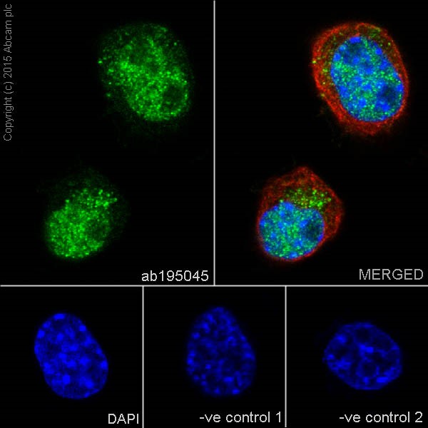 Immunocytochemistry/ Immunofluorescence - Anti-PAX6 antibody [EPR15858] (AB195045), expandable thumbnail