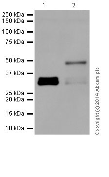 Western blot - Anti-PAX6 antibody [EPR15858] (ab195045), expandable thumbnail