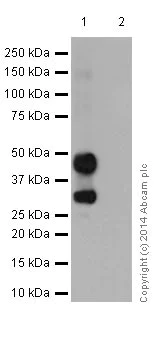 Western blot - Anti-PAX6 antibody [EPR15858] (AB195045)